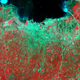 Image for article titled Megacities Are Growing So Fast We Need Satellites To Study Them